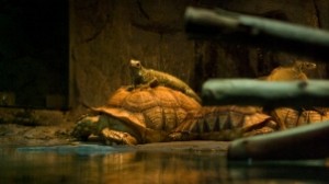 turtle-lizard1